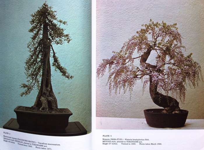 Bonsai Techniques I - John Yoshio Naka