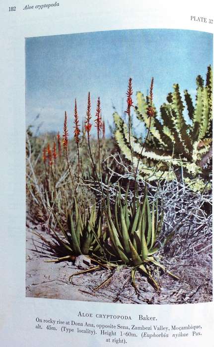 The Aloes of Tropical Africa and Madagascar - Dr G W Reynolds - Hardcover - Signed by Author