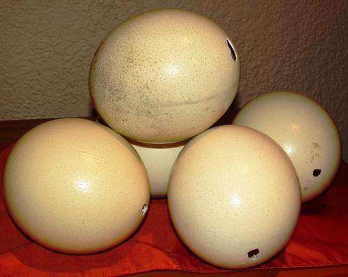 Empty Ostrich eggs