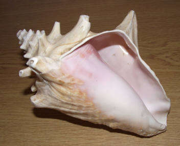 Beautiful Decorative: Large Conch Sea Shell