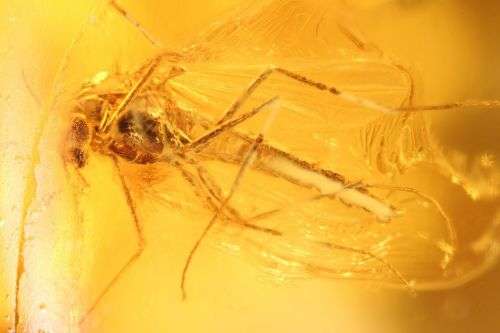Baltic Amber with Insect Inclusions