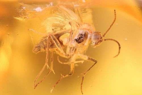 Baltic Amber with Insect Inclusions