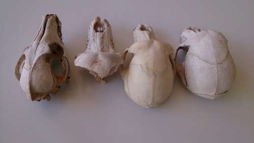 Collection of skulls - 3x Baboon, 1x Jackal