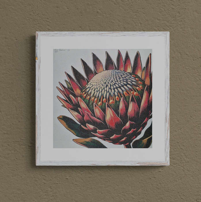 Anna Ibrahim - King Protea / 40cm x 40cm signed print marked 2/3