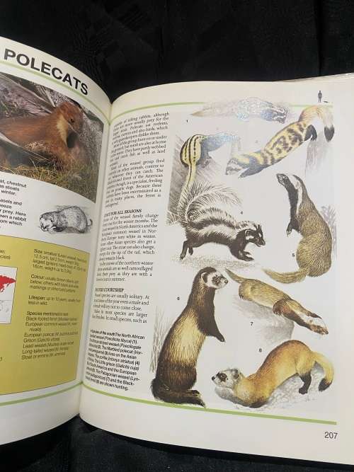 Book Predators