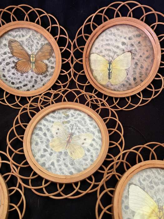 Coasters set butterflies