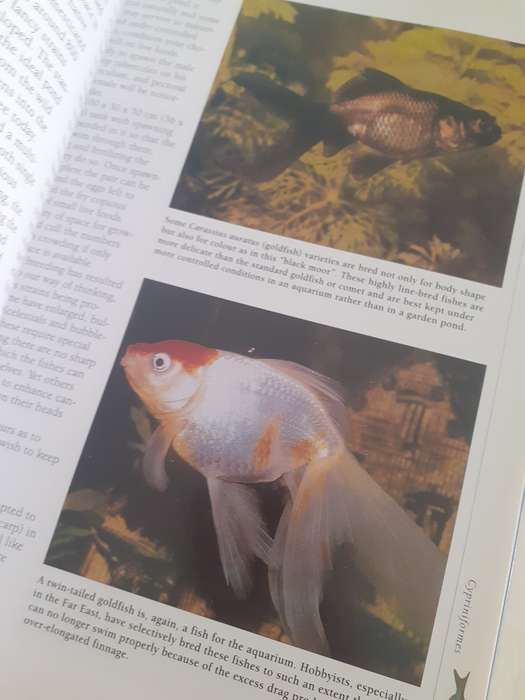 Aquarium Fish ~ Bailey / Sandford
