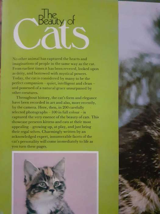 The Beauty of Cats ~ Angela Sayer