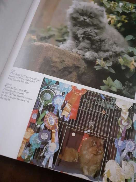 The Beauty of Cats ~ Angela Sayer