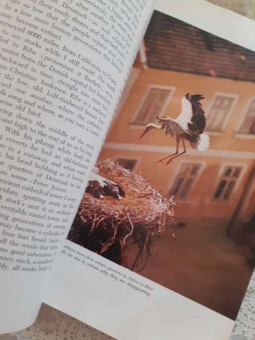 Marvels & Mysteries of our Animal World ~ READER`S DIGEST