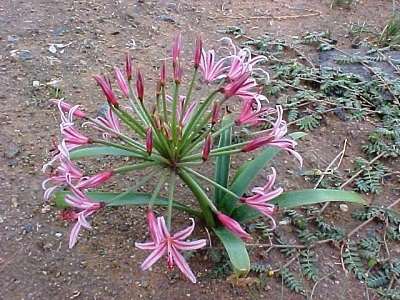 Nerine Laticoma - 5 seeds