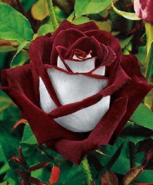 Rose Seeds - Ombre Dark Red and White - 5 seeds