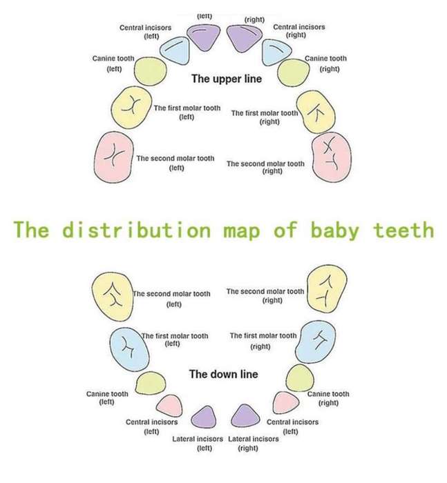 Teeth Storage Box for Children MY-715