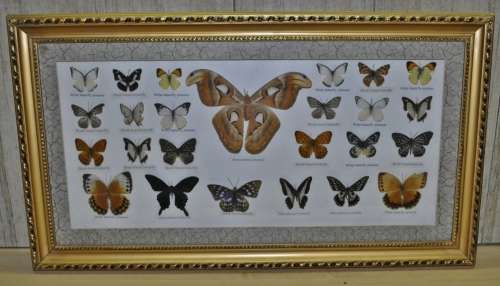 Vintage Framed Butterfly Specimen Collection (25 Butterflies) - Decorative Art