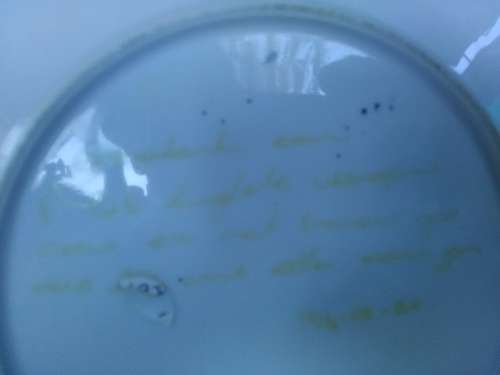 antique Vintage pearl plate