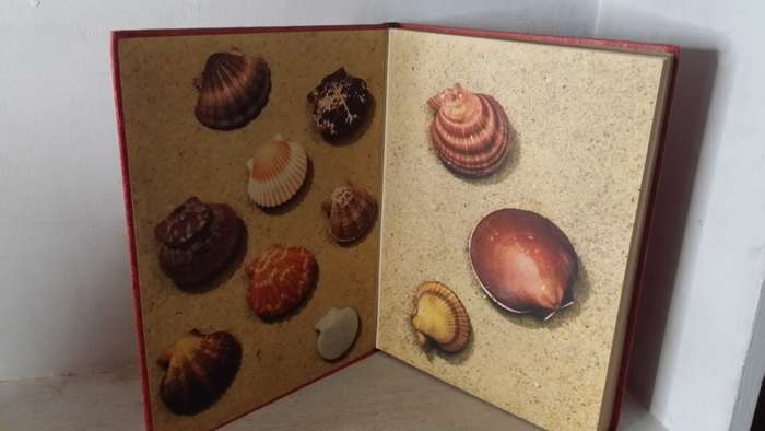 BOOKS - The Scallop - Studies of a Shell and its Influences on Humankind