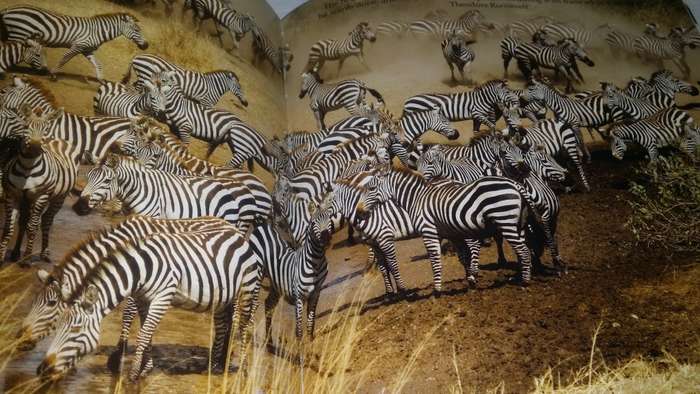 BOOKS - My Book ( Animal Photo`s ) Brian Joffe