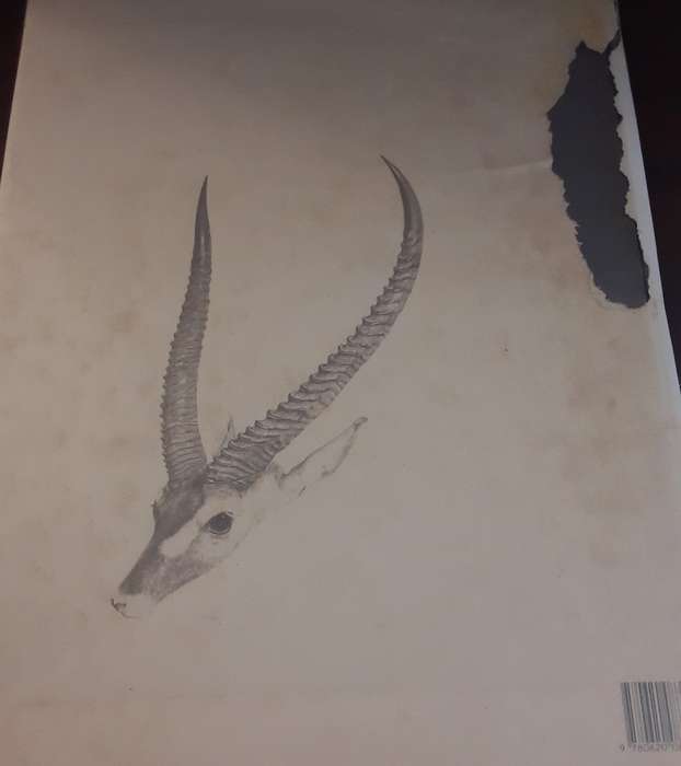 Books :    Portraits of the Game and Wild Animals of Southern Africa  1840