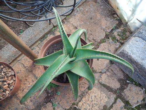 Aloe alooides