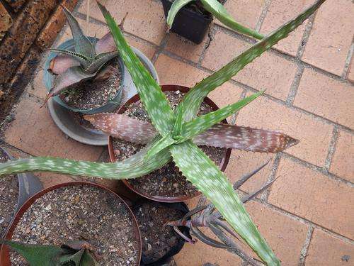 Aloe lateritia var. graminicola