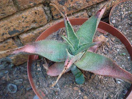 Aloe thorncroftii 2