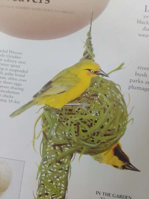 Newman's (Hard Cover) Garden Birds
