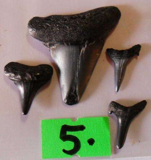 Fossilised sharks teeth combo - FREE POSTAGE IN S.A.