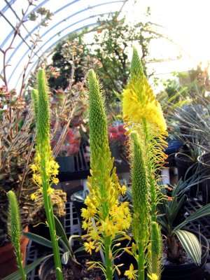 Bulbine Natalensis - Rooiwortel (50 Seeds)