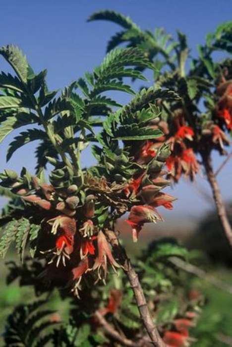 Melianthus pectinatus - Honey Bush (10 Seeds)