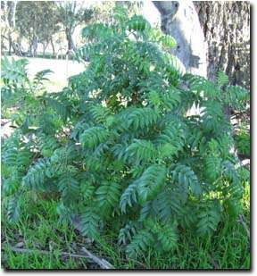 Melianthus comosus - Honey Flower (50 Seeds)