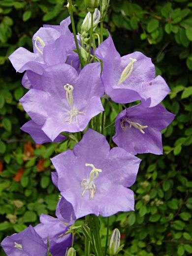 Campanula persicifolia - Peach-leaved Bellflower (10 Seeds)