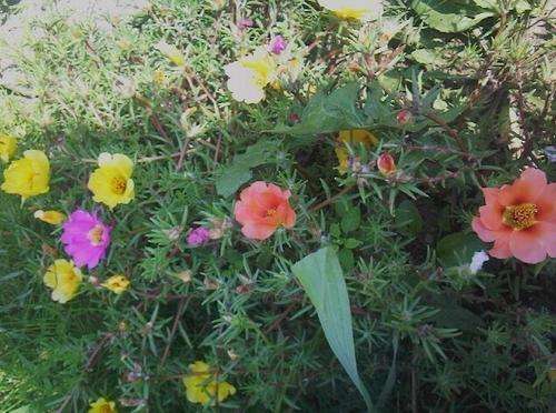 Portulaca grandiflora - Rose Moss (10 Seeds)