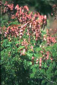 Acacia ataxacantha - Flame thorn (50 Seeds)