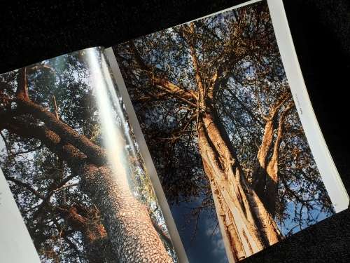 African Trees: A Photographic Exploration by Charles Bryant and Brita Lomba
