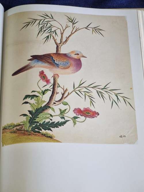 The Book of Birds by AM Lysaght | Beautiful Large Book