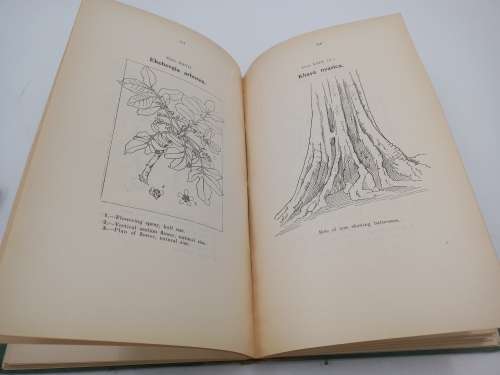 Some Trees, Shrubs and Lianes of Southern Rhodesia by EC Steedman | Rhodesiana