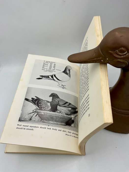 The Eyes and Other Guides to Success: Assessing the quality of a pigeon ~ John Lambrechts