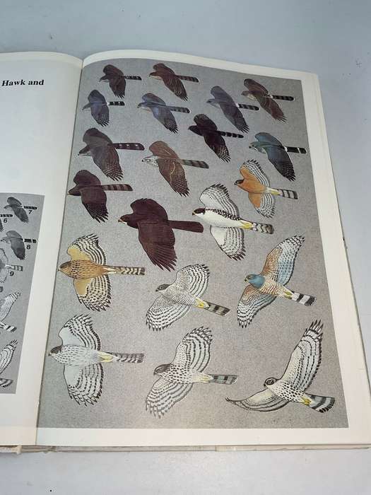 Birds of Prey of Southern Africa - Peter Steyn | Signed