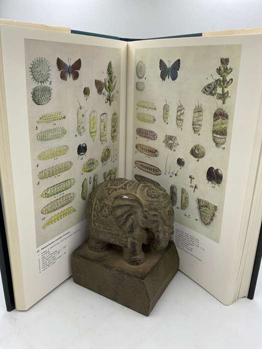 Life Histories of the South African Lycaenid Butterflies - Gowan C Clark & CGC Dickson