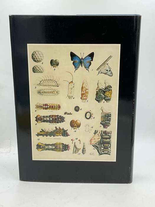 Life Histories of the South African Lycaenid Butterflies - Gowan C Clark & CGC Dickson