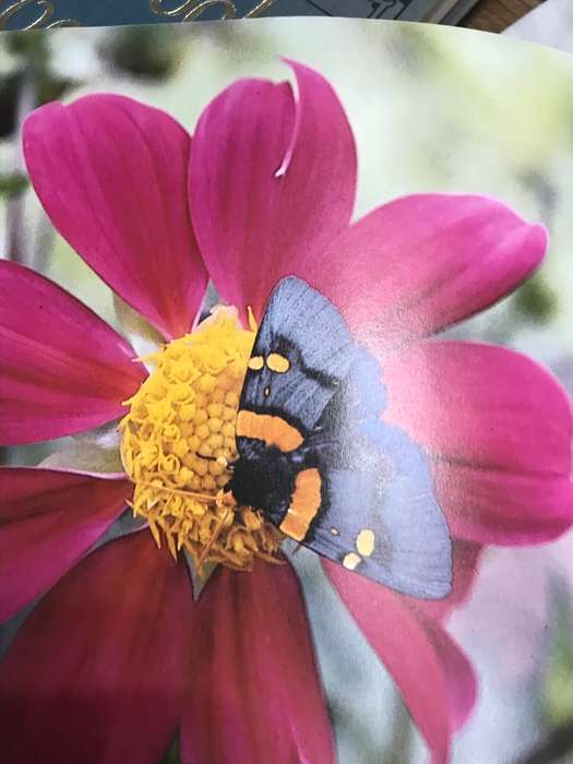 Illustrated Encyclopedia of Gardening in South Africa Readers Digest