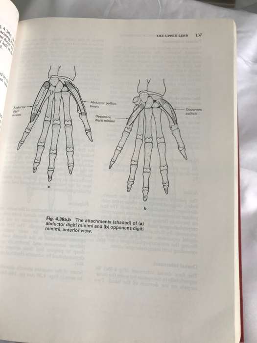 Anatomy and Human Movement *Structure and Function *  891 pages