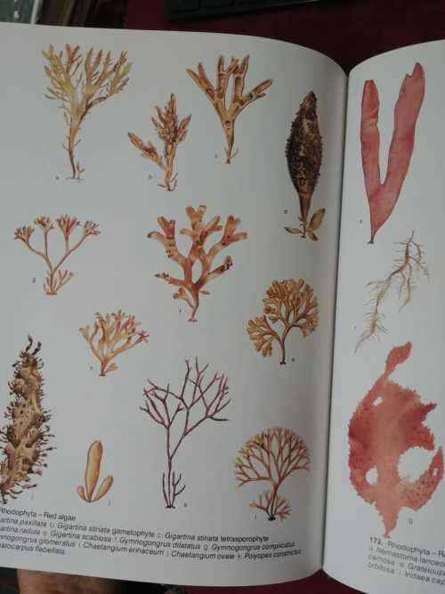 The Living Shores of Southern Africa