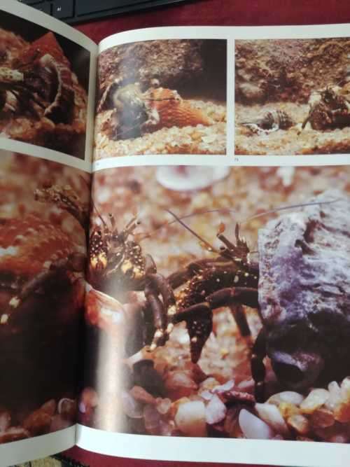 The Living Shores of Southern Africa