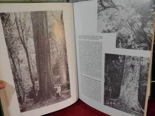 Southern Cape Forests and Trees