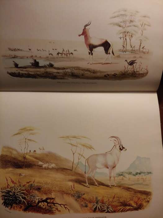 Portraits of the Game and Wild Animals of Southern Africa - Cornwallis Harris