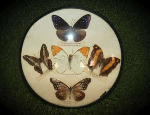 Vintage framed behind Bubble Glass butterfly display made in Japan 260x20mm