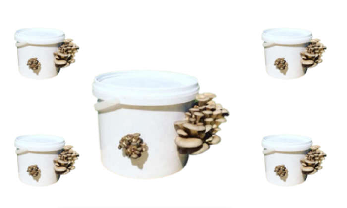 Home Growing Grey Oyster Mushroom Kit - ( 5 x 2.5L ) +- 4kg mushrooms