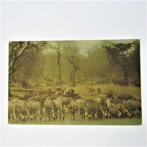 African Wildlife Post card