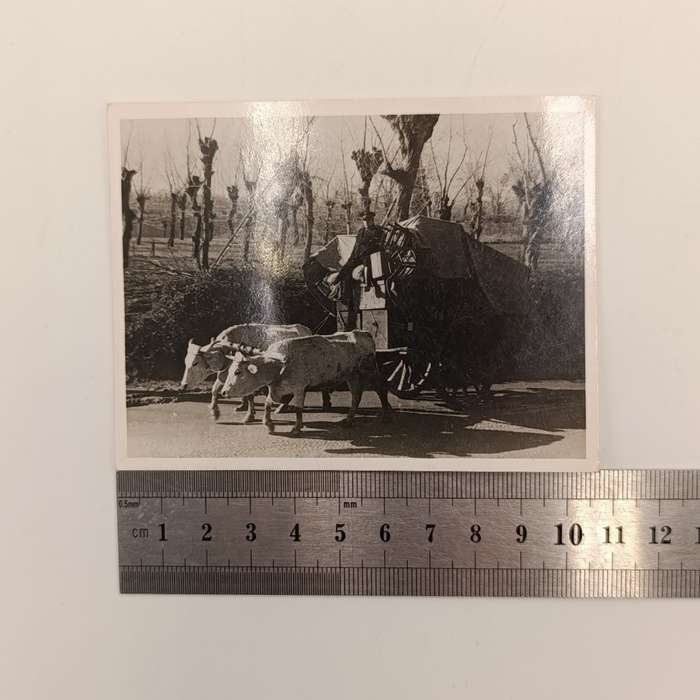 Lot of 12 antique photos of people, animals, and vehicles
